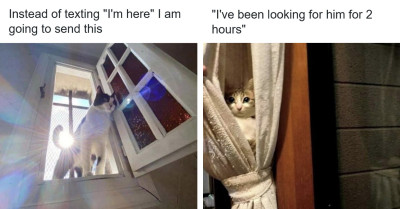 Cats Are Laughing At Us And We Love It - Inside The Goofy Magic Of Our Feline Roommates