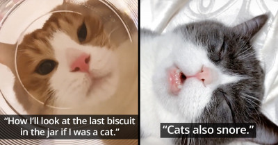 TikTok Has The Cutest And Most Adorable Cats On The Internet
