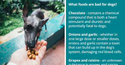 What Types Of Food Are Bad For Our Dogs - People Share Their Experiences And Knowledge