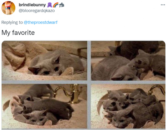 The dad cat liked to hang out in the sink by himself, and then the kittens found him. Look at his annoyed face.