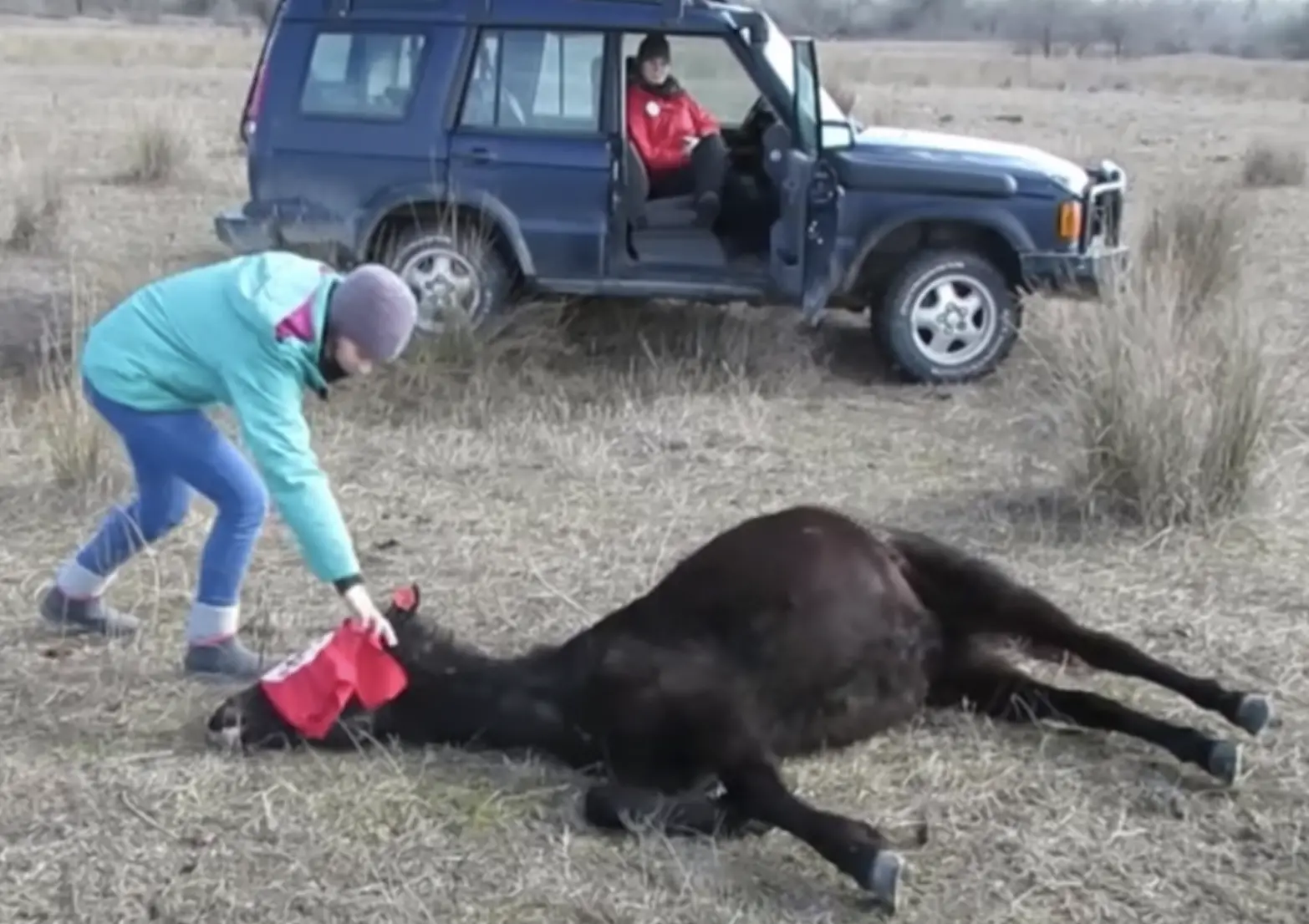 The horse, unable to move around freely, seemed visibly depressed. It looked as though it had lost hope and was just waiting for everything to end.
