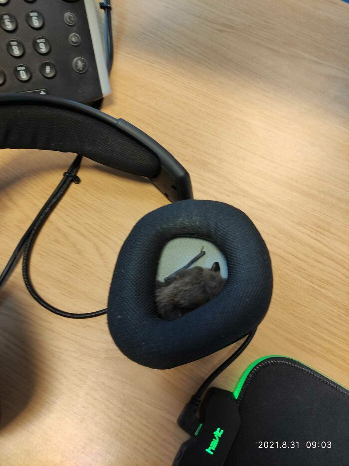 1. “ Started work this morning, put my headset on, felt something furry in my ear, looked and there is a bat in my headset.”
