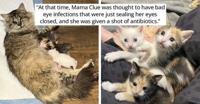 Blind, Stray Mama Cat Asks Humans To Help Her Kittens
