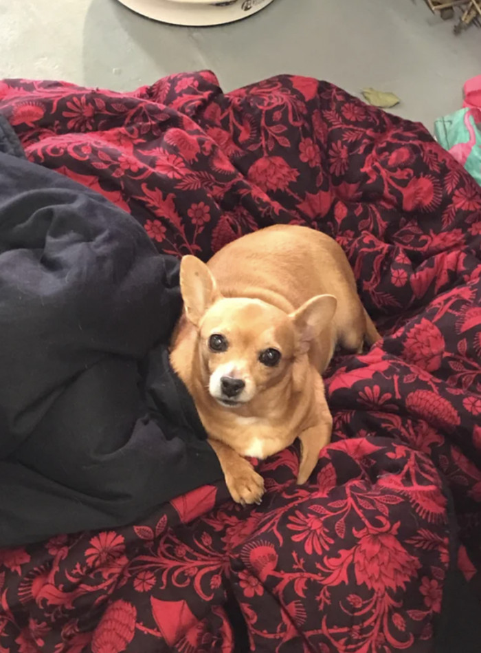 "...vs. more recently (3 lb weight loss)"