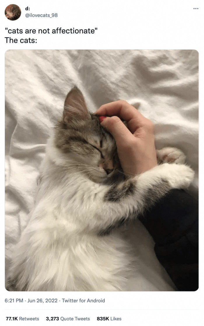 4. Cats love some cuddles too!