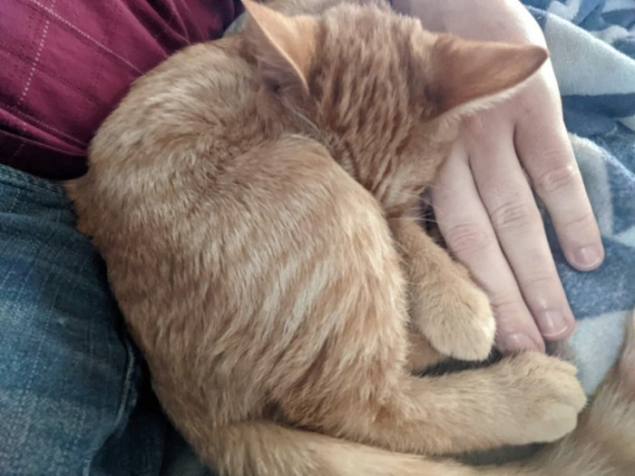 One day we got a call, about a small orange kitten