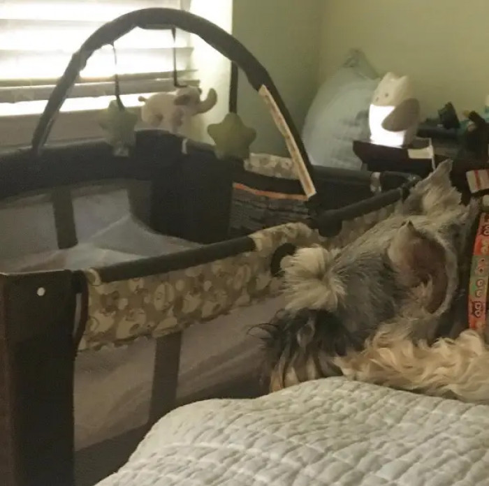 12. Furry babysitter