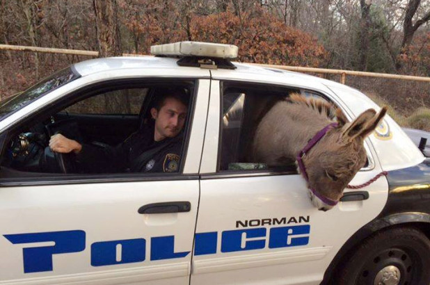 Officer Canaan opted for a drive-along with Squishy.