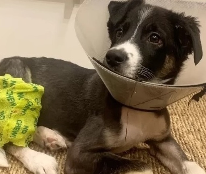 Adam is still in the early stages of his recuperation, and a surgeon must give him more attention