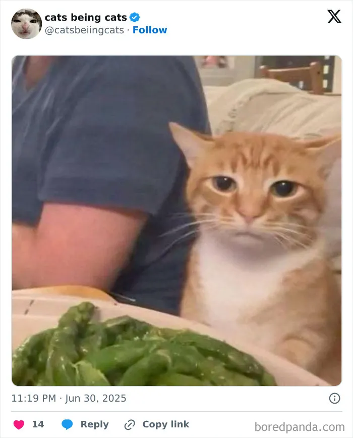 5. He’s not angry. He’s just quietly processing the horror of realizing dinner time doesn’t always mean tuna. Sometimes, it’s just someone else’s salad.