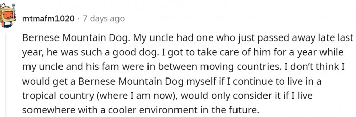 Bernese Mountain Dog (No, it is not St. Bernard. Although it is similar in size)