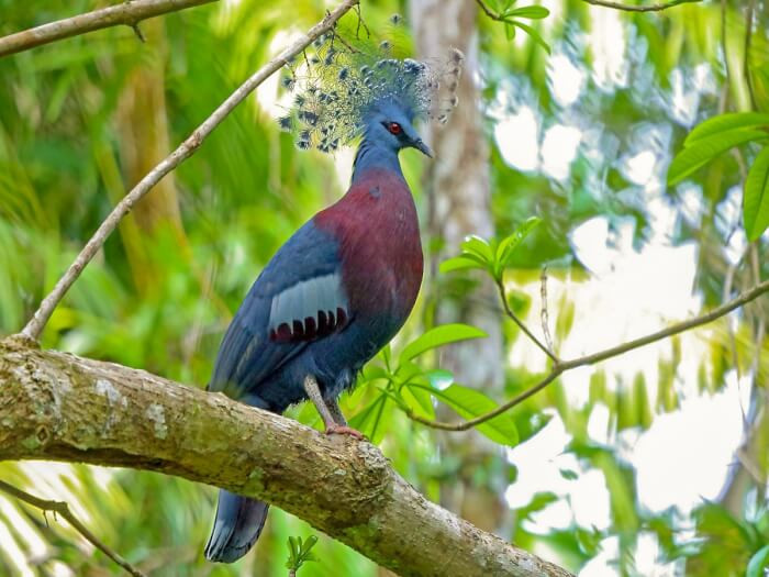 4. And here we have the Victoria Crowned Pigeon breed