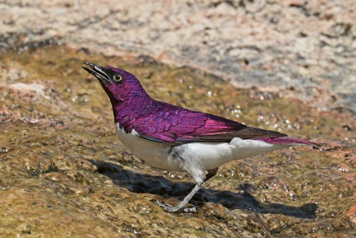 Male Violet-Backed Starling (Cinnyricinclus Leucogaster)