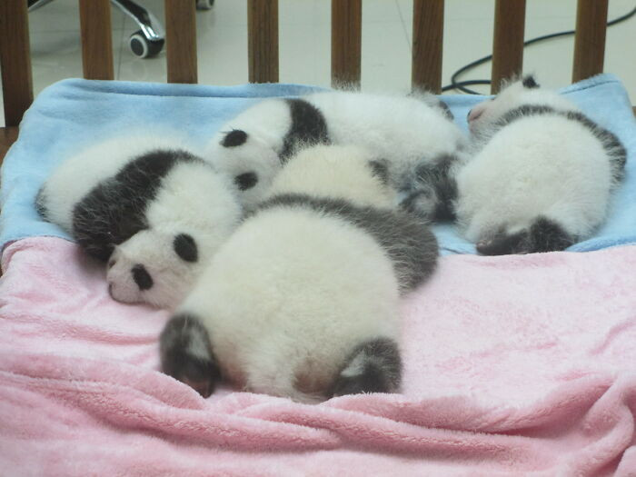 5. Baby Pandas