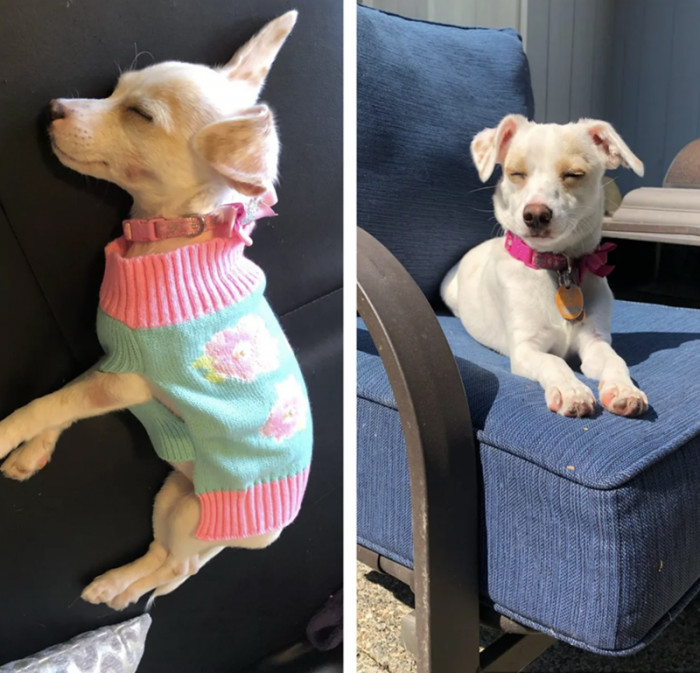 8. "My dog Bella. From when I adopted her 4 years ago - malnourished, had worms, skin disease, etc… to now!"