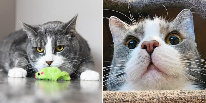 Nine-year-old Charlie weighed 26.5 pounds when he first arrived at Feline Friends Chicago.