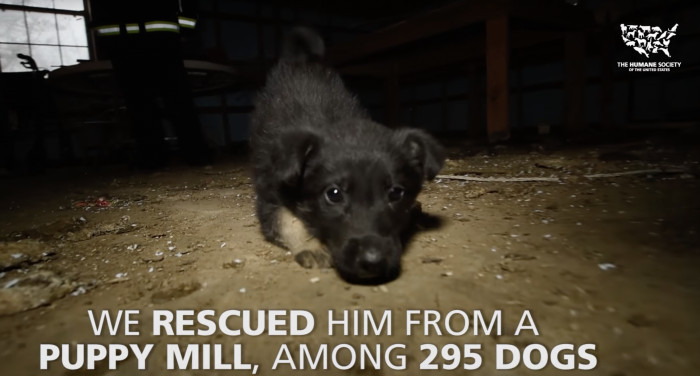 Daniel was just one of the 295 dogs rescued from an inhumane puppy mill