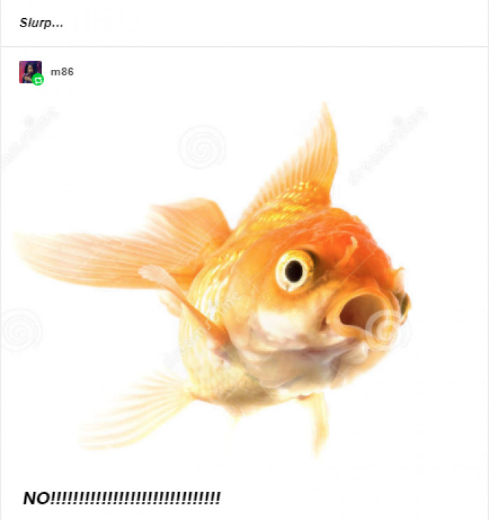 Goldfish trapped outside a door, begging to be let in for food