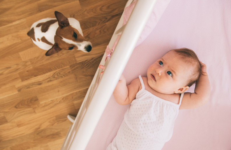 The dog should always be supervised around a newborn.