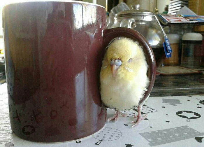 2. The Real Purpose of Coffee Cup Handles: Birb Warmer