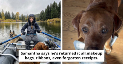 This Labrador “Failed” Service Dog School, But He’s Winning Hearts By Bringing His Owner Random Stuff (And Endless Joy)