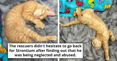 Rescuers Swing Into Action to Save Kitty Abandoned in a Florida Home Without Food, Water, and Air Conditioning