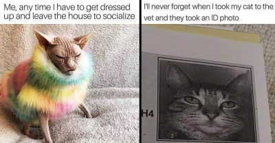 20 Purrfect Memes About Cats That Will Bring Some Spark and Smile to Your Day