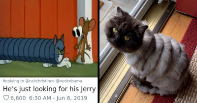 This Cat Got A Haircut And Ended Up Looking Like A Slinky