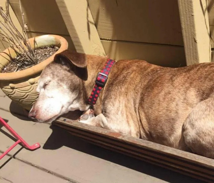 So is the case of the dog now named Solovino (Spanish for “he came alone”). The woman who lived on that property saw the precious animal, felt pity for him, and started feeding him.