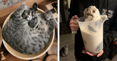 Here Are 46 Pictures Proving That Cats Have The Ability To Be Both Liquid And Solid