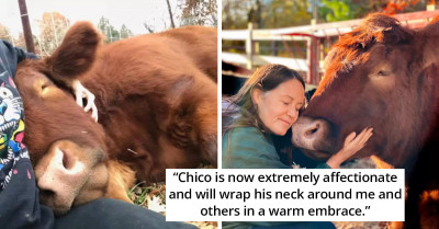 This Amazing Cuddly Cow Is Always Up For Some Hugs With Every Person He Meets And It's The Most Adorable Thing Ever