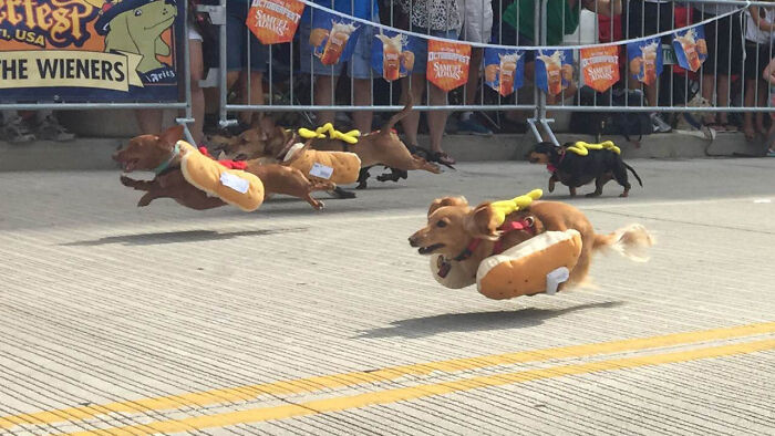 "Sprinting Dachshunds Dressed As Hot Dogs"