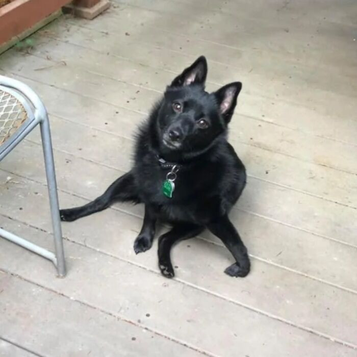 "Buddy Forgot How To Dog. He Was Born In New Mexico. I’m Convinced He’s An Area 51 Reject: An Alien In A Dog Suit Who Lost The Owner's Manual"