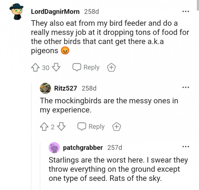 They also eat from this Redditor's bird feeder