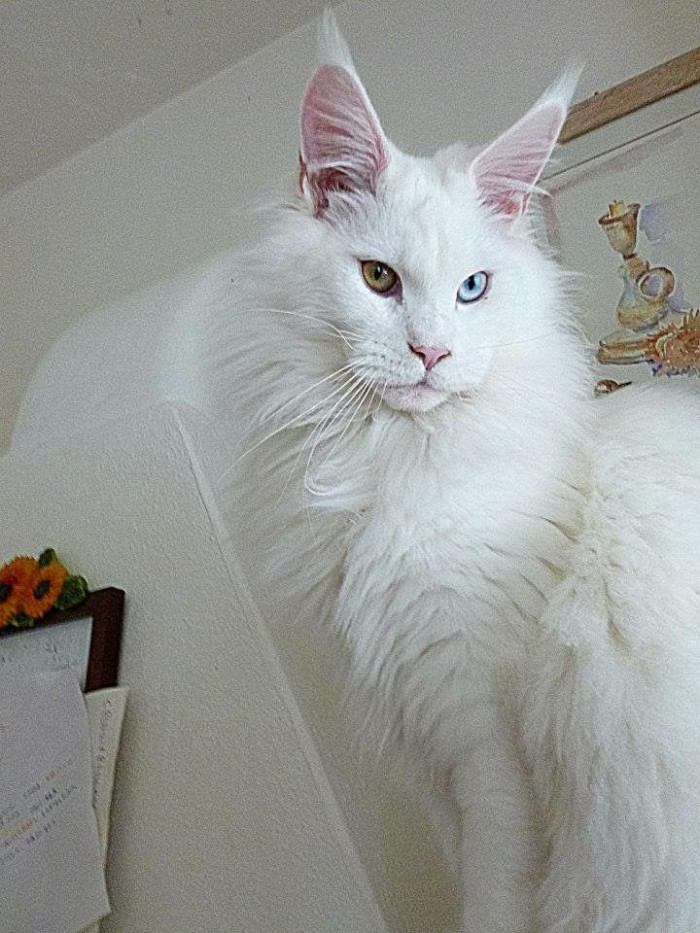 Are white Maine Coons deaf?