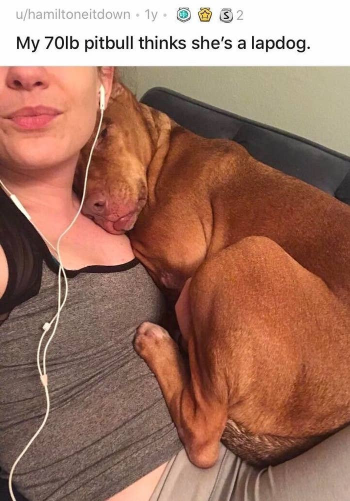 1. This dog, who has discovered the most ideal position: