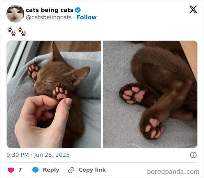 40. These paws have never known guilt—only luxury.