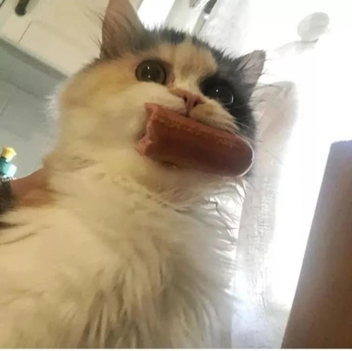 39. It's not what you think, hooman