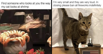 Here Are Some Fresh Cat Memes For Every Pawrent Who Needs A Little Extra Pawsomeness Right Meow