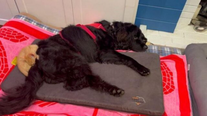 They even had a dog big brother