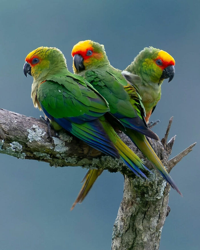 Golden-Capped Parakeet