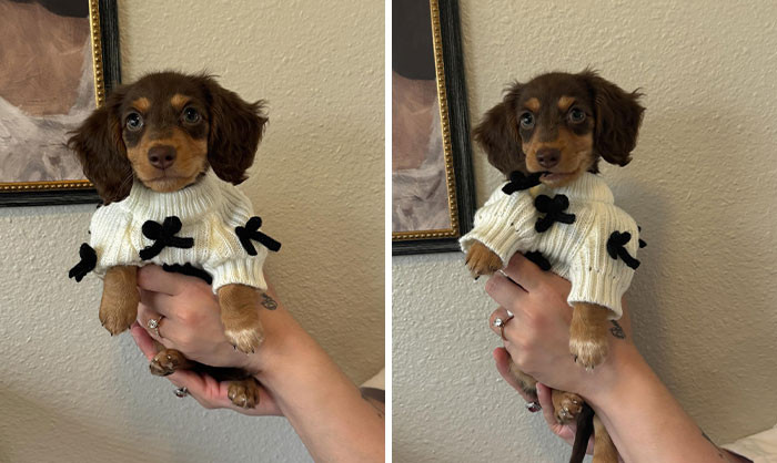 "Meet Cinnamon, The Newest Member Of Our Family. We're So In Love With This Precious Baby Girl"