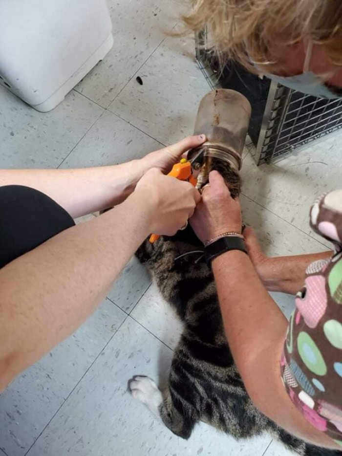 PBJ is a street cat who got his head stuck in a jar