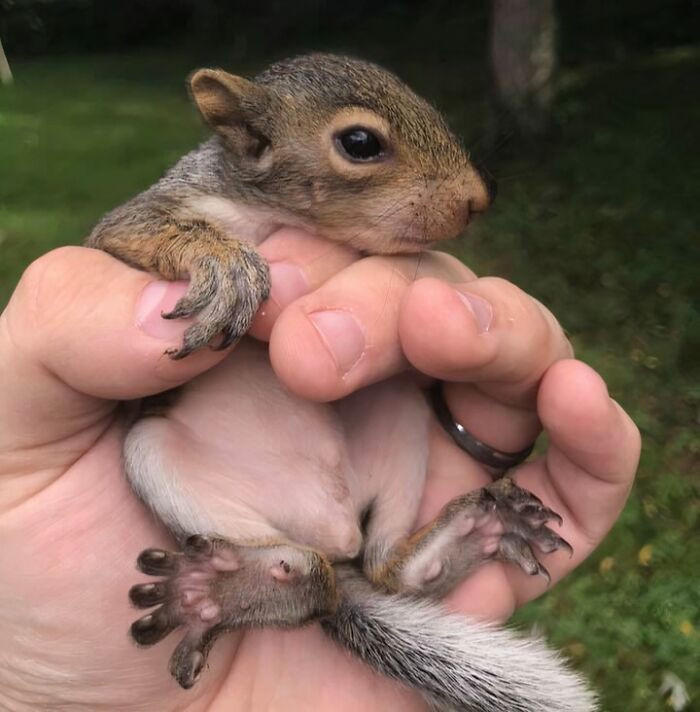 "I Saved This Little Guy While Mowing The Lawn"