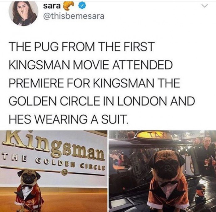 1. That is one gorgeous pug!