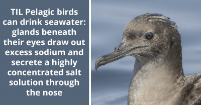 Pelagic Birds Have An Amazing Feature That Allows Them To Safely Drink Seawater Thanks To The Glands Beneath Their Eyes
