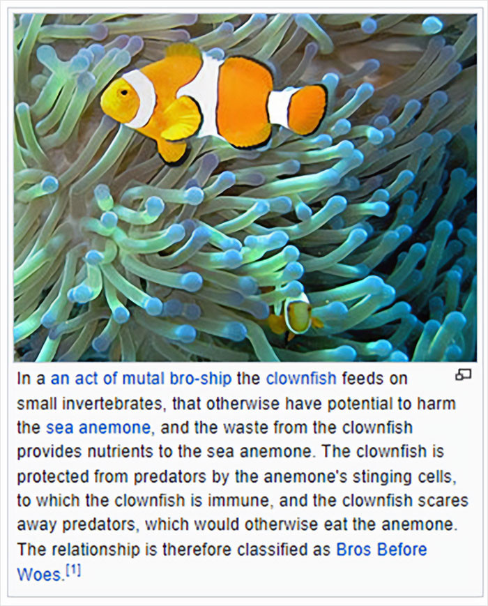 26. Bet you didn't know this clownfish fact.