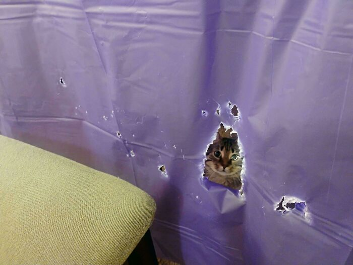 7. He claims it was an ‘authorized entry,’ but the curtain says otherwise.