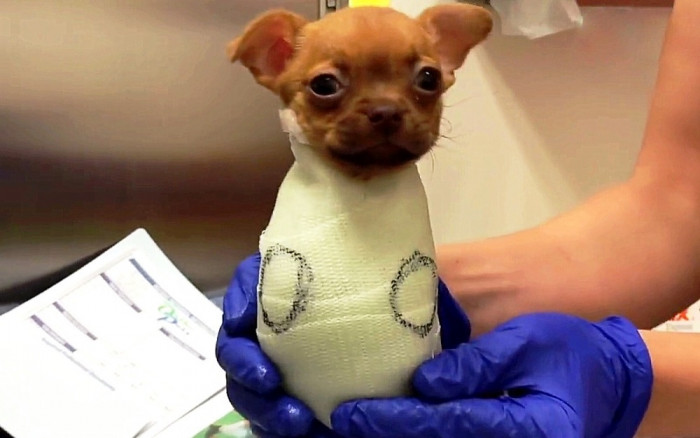 Fortunately, a kind young man brought Daffodil to the local SPCA after seeing her on the streets. The staff there were initially hesitant about whether the puppy would be able to survive.