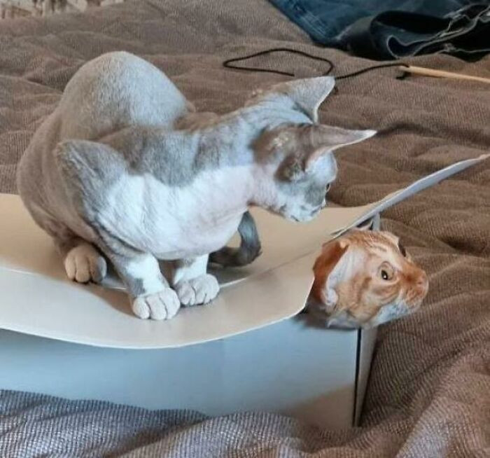 "Just Keeping His Buddy Comfortable Underneath"